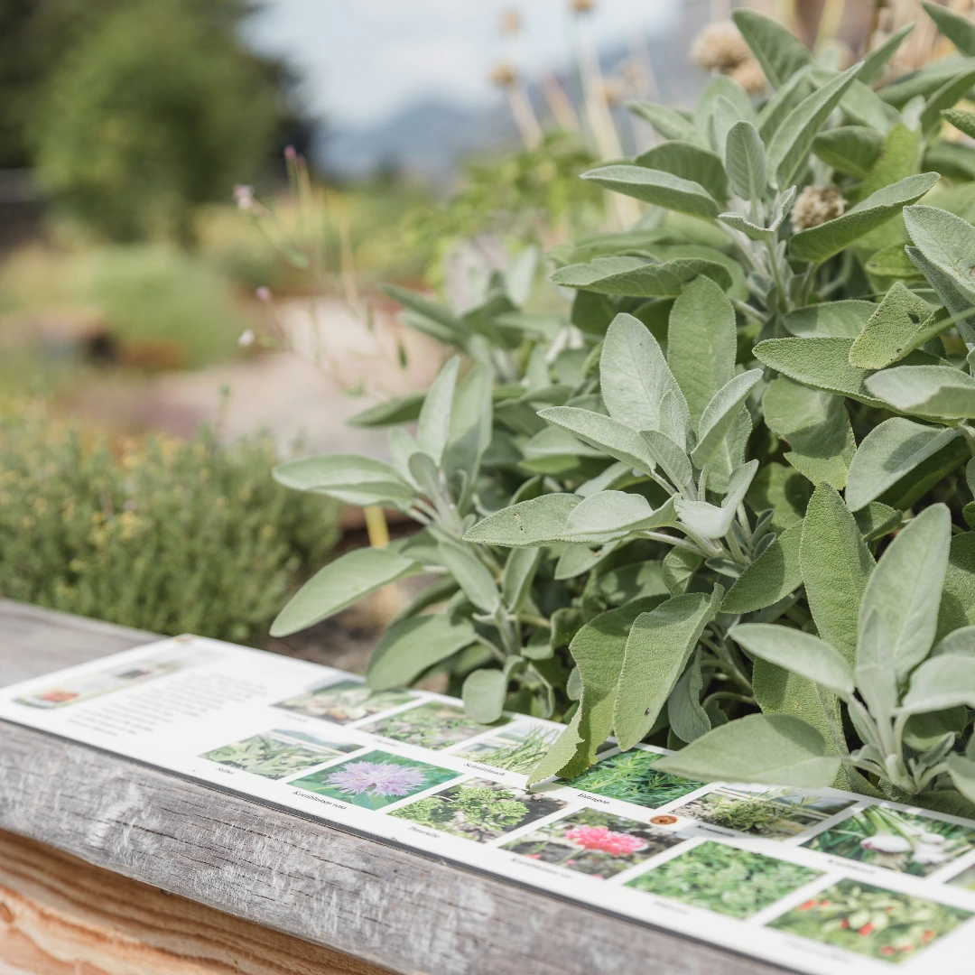 Alpenkräuter, Bio Kräuter, natürlich, naturbelassen